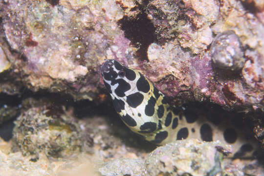 Image of Spotted moray