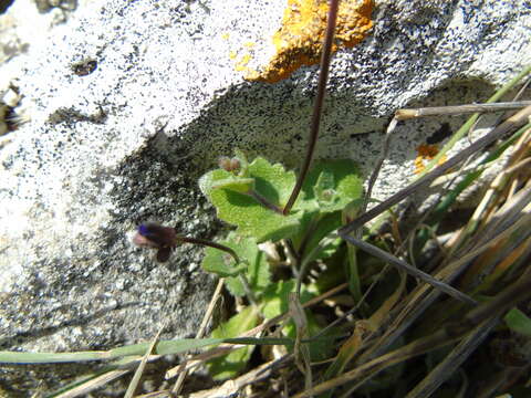 Image of Arabis verna (L.) W. T. Aiton