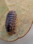Image of Pillbug