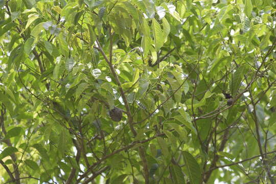 Слика од Annona reticulata L.