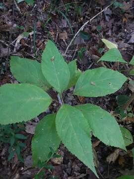 Image of Collinsonia punctata Elliott