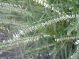 Image of fragilegrass