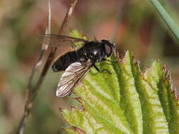 Image of Cheilosia variabilis (Panzer 1798)