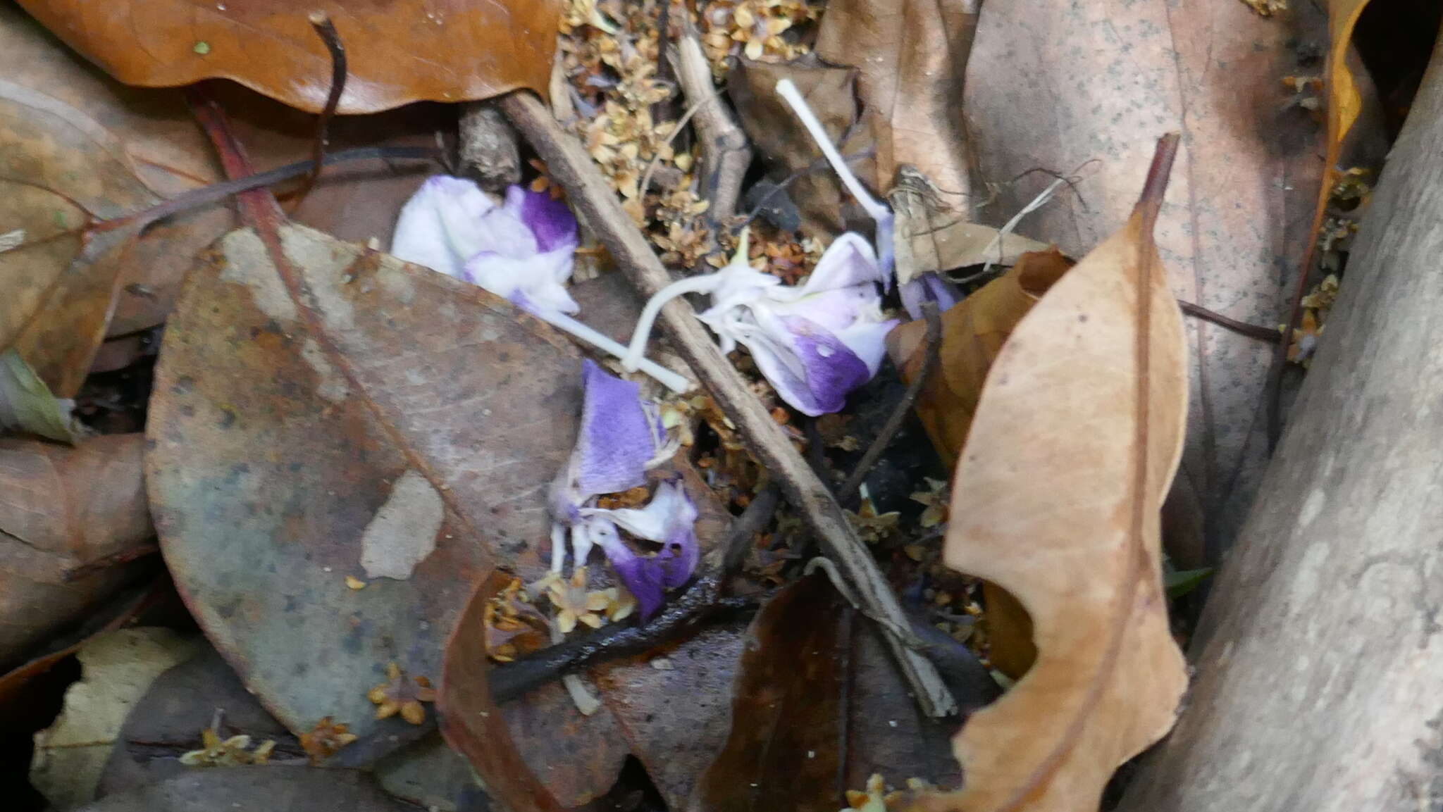 Image of Austrocallerya megasperma (F. Muell.) J. Compton & Schrire