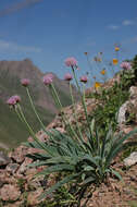 Image of Allium carolinianum Redouté