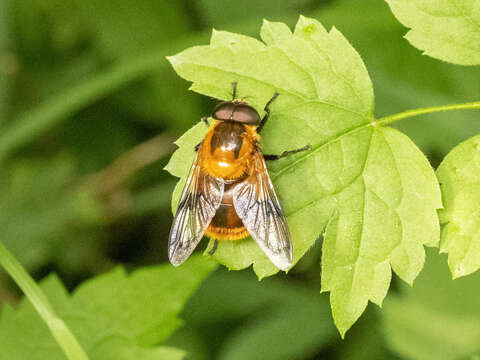 Image of Volucella jeddona Bigot 1875