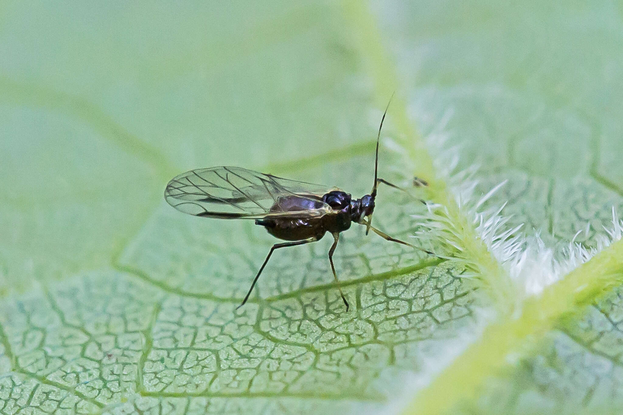 Слика од Aphis (Aphis) illinoisensis Shimer 1866