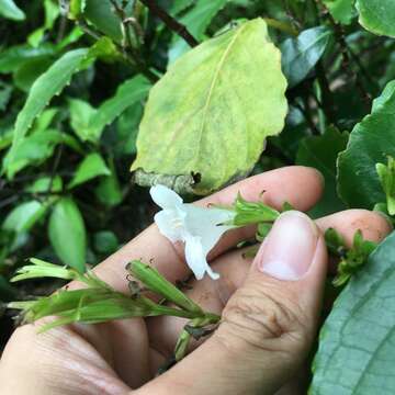 Strobilanthes lanyuensis Seok, C. F. Hsieh & J. Murata resmi