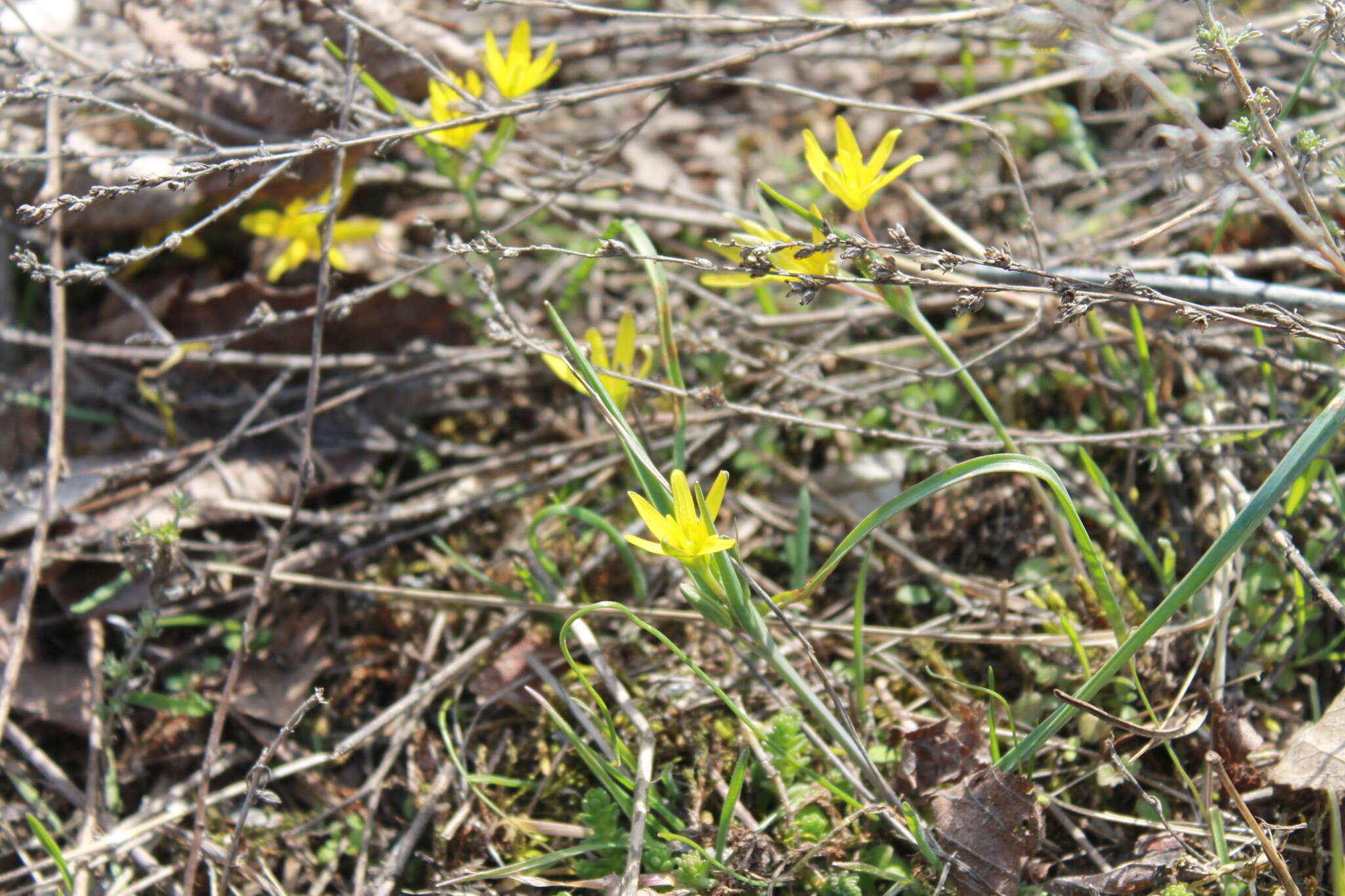 Image of Gagea pusilla (F. W. Schmidt) Sweet