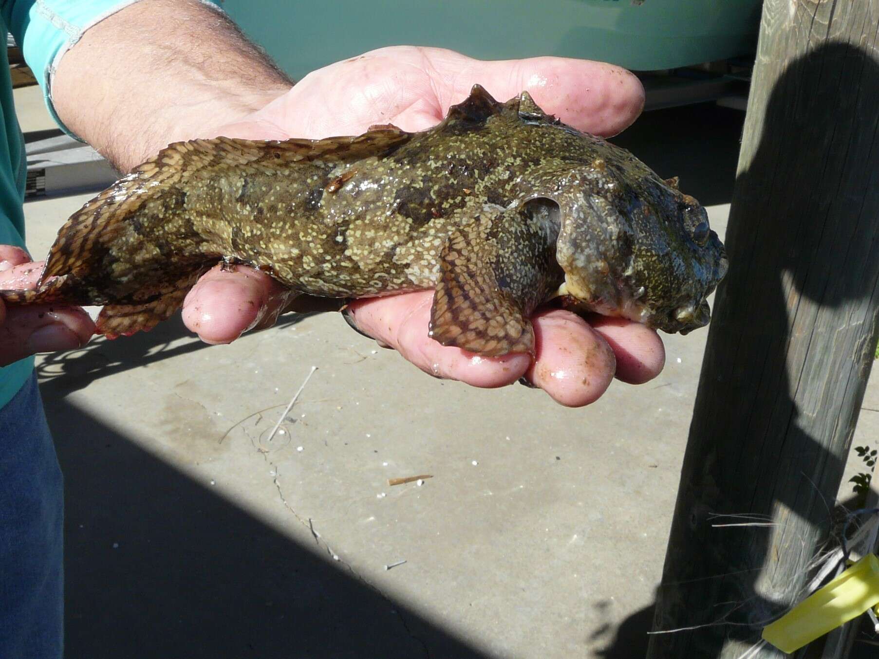 Image of Gulf Toadfish