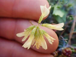 Image de Trifolium breweri S. Watson