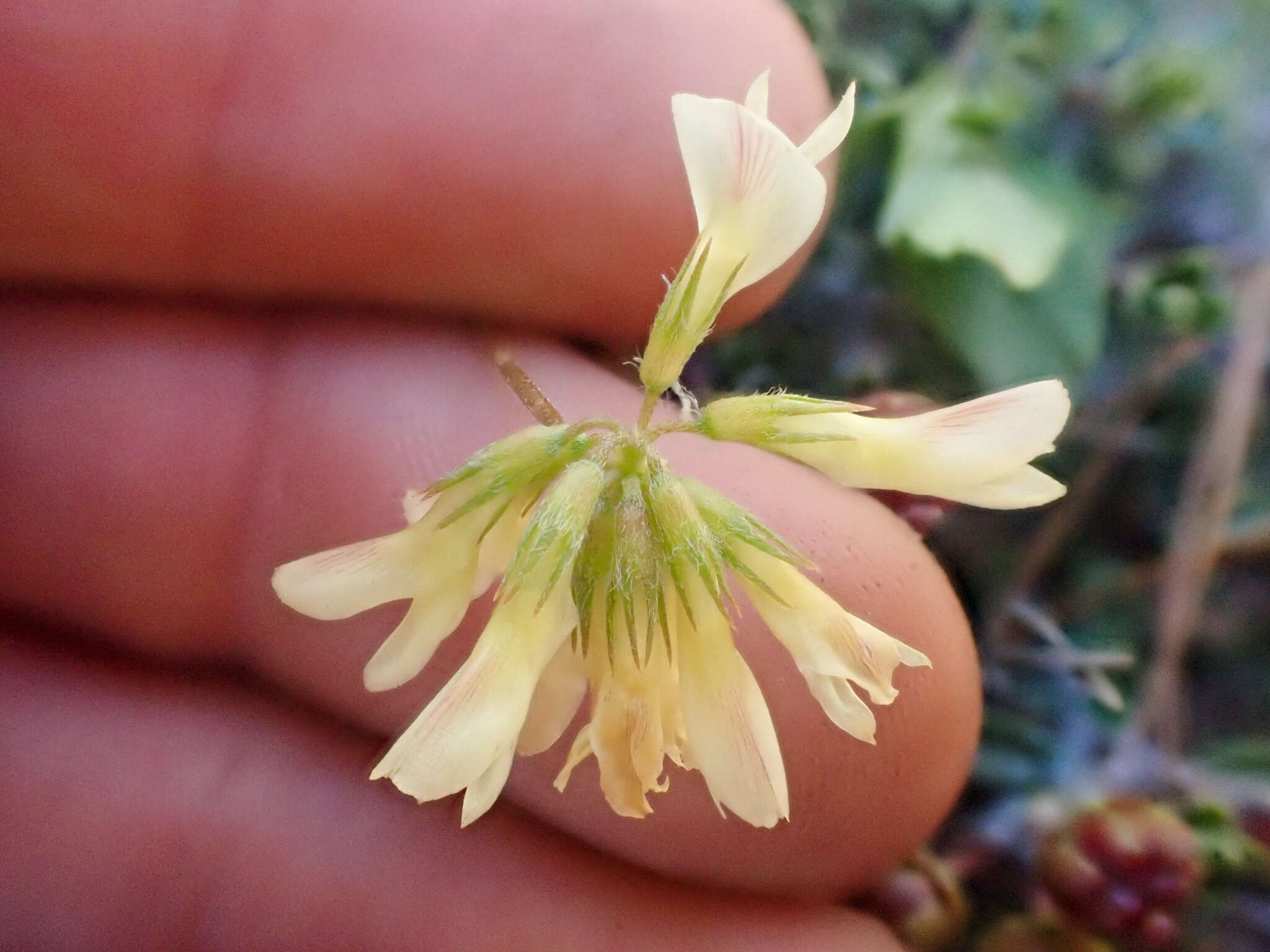 Image de Trifolium breweri S. Watson