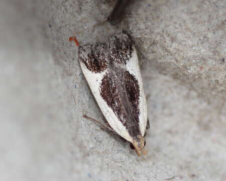 Image of Cream-bordered Dichomeris