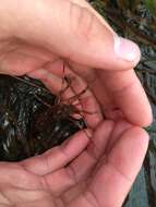 Image of dock shrimp