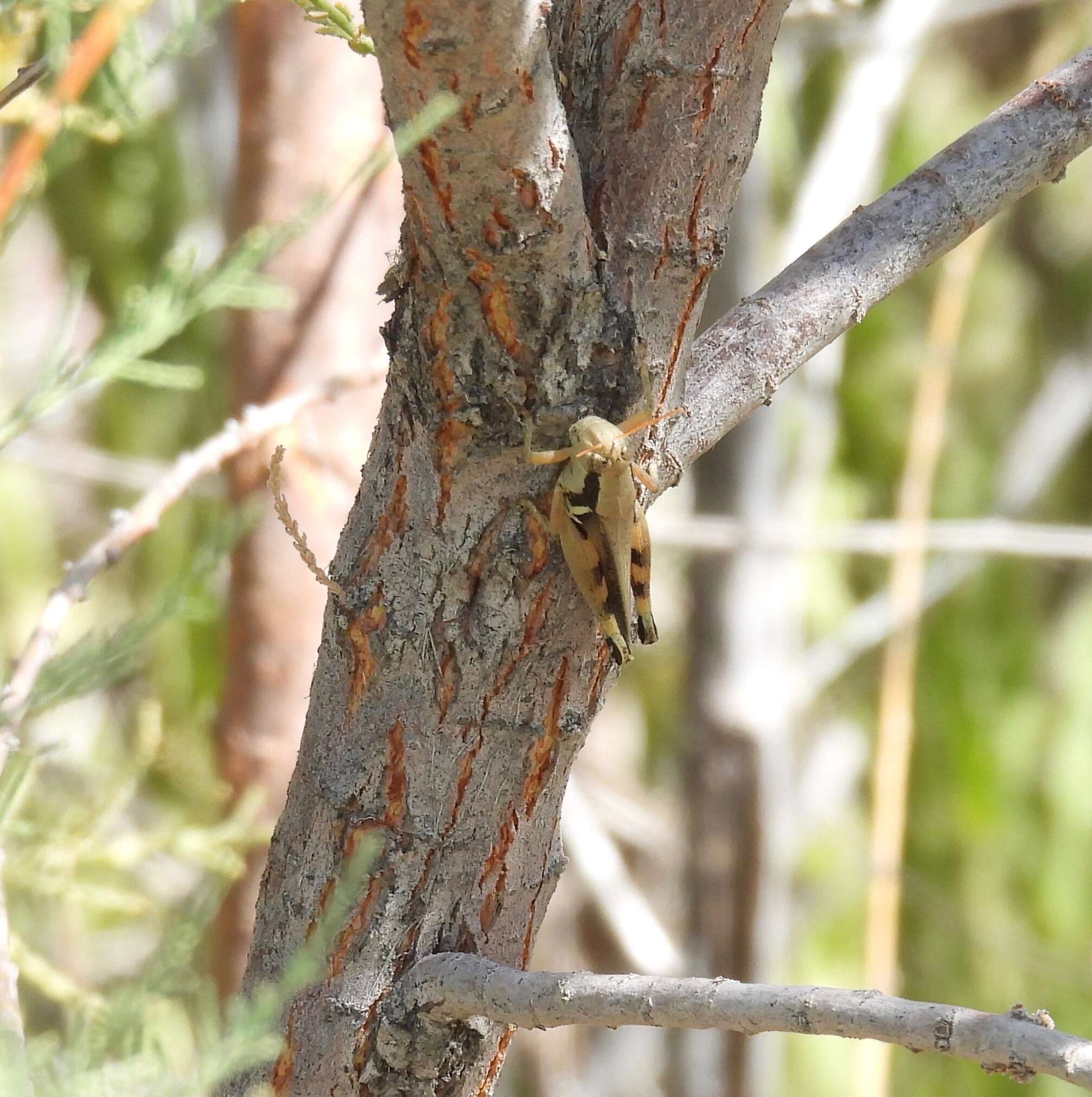 Image of Melanoplus glaucipes (Scudder & S. H. 1875)