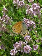 Coenonympha leander Esper 1784 resmi