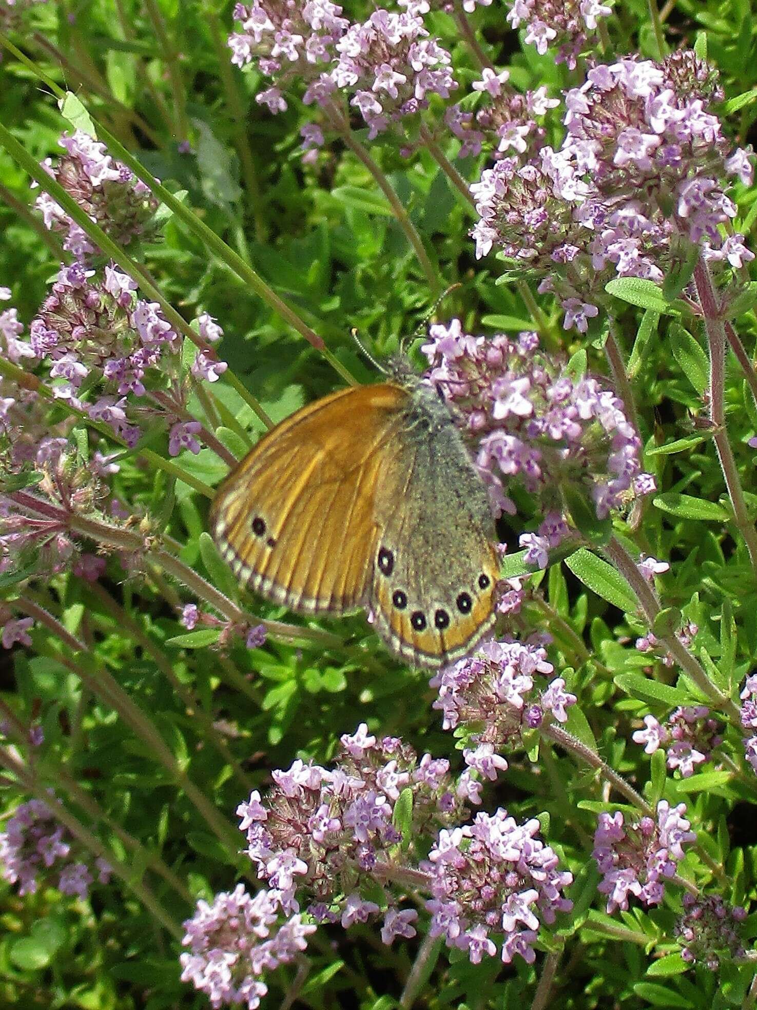 Image of Coenonympha leander Esper 1784