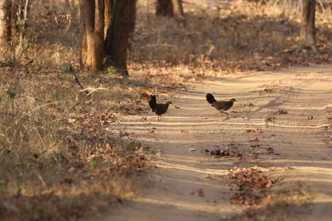 Image of Grey Junglefowl