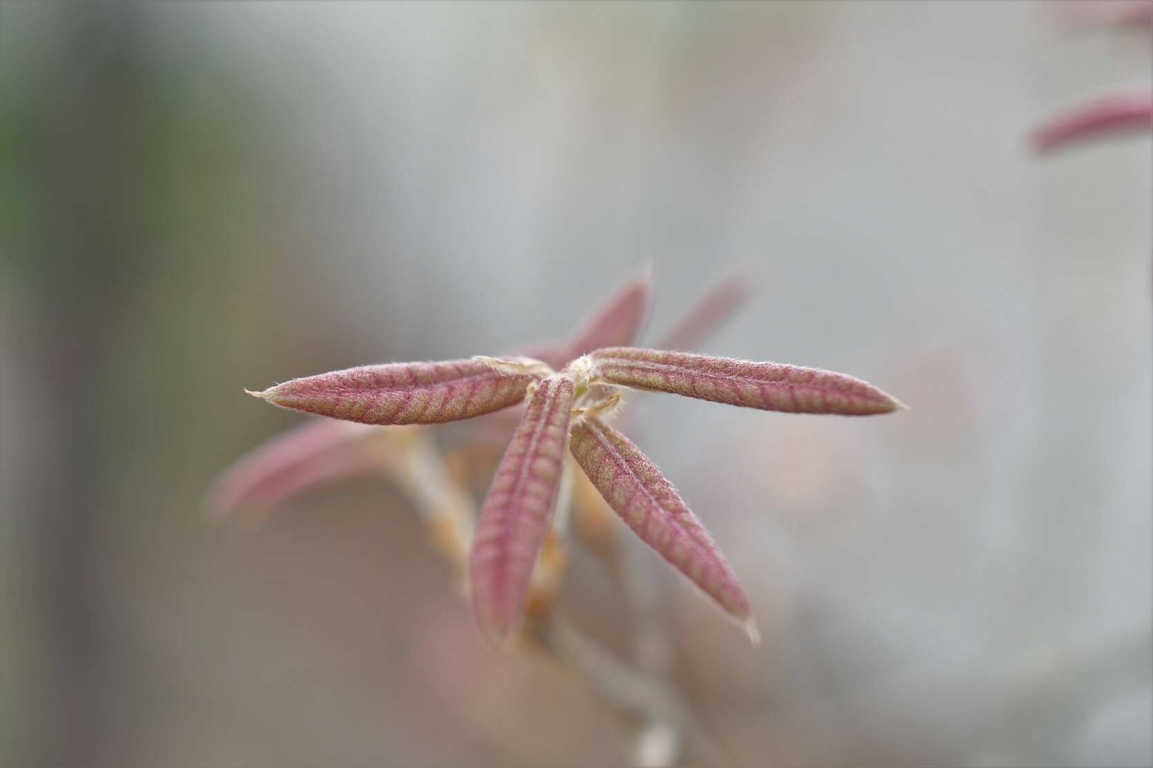 Imagem de Quercus crispipilis Trel.