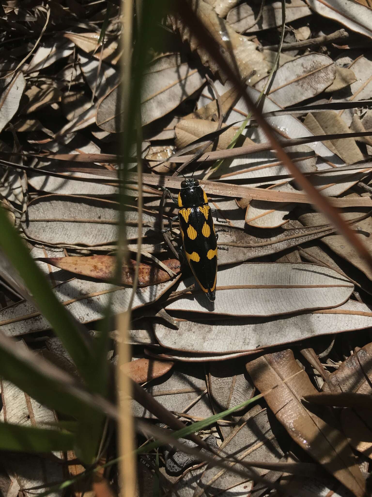 Imagem de Cyrioides australis (Boisduval 1835)