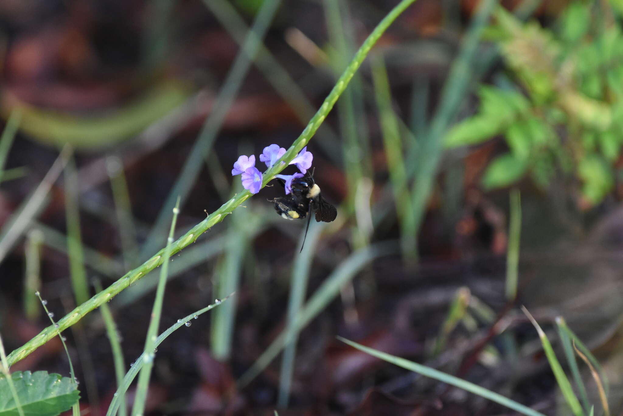 Image of light-blue snakeweed