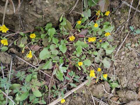 Image of Japanese nipplewort