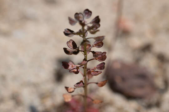 صورة Teesdalia nudicaulis (L.) W. T. Aiton