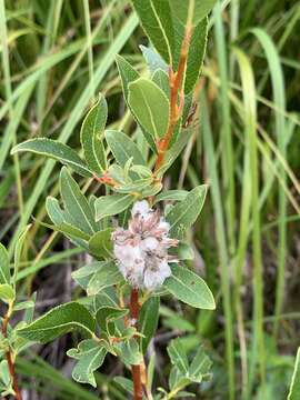 Image of Mccalla's Willow