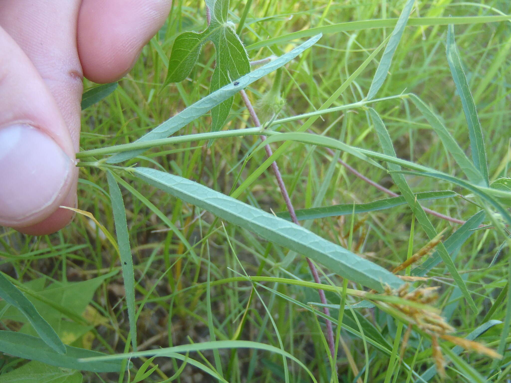 Imagem de Desmodium rosei B. G. Schub.