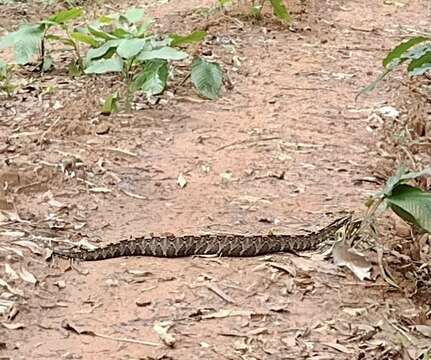 Image of Rhinoceros Viper