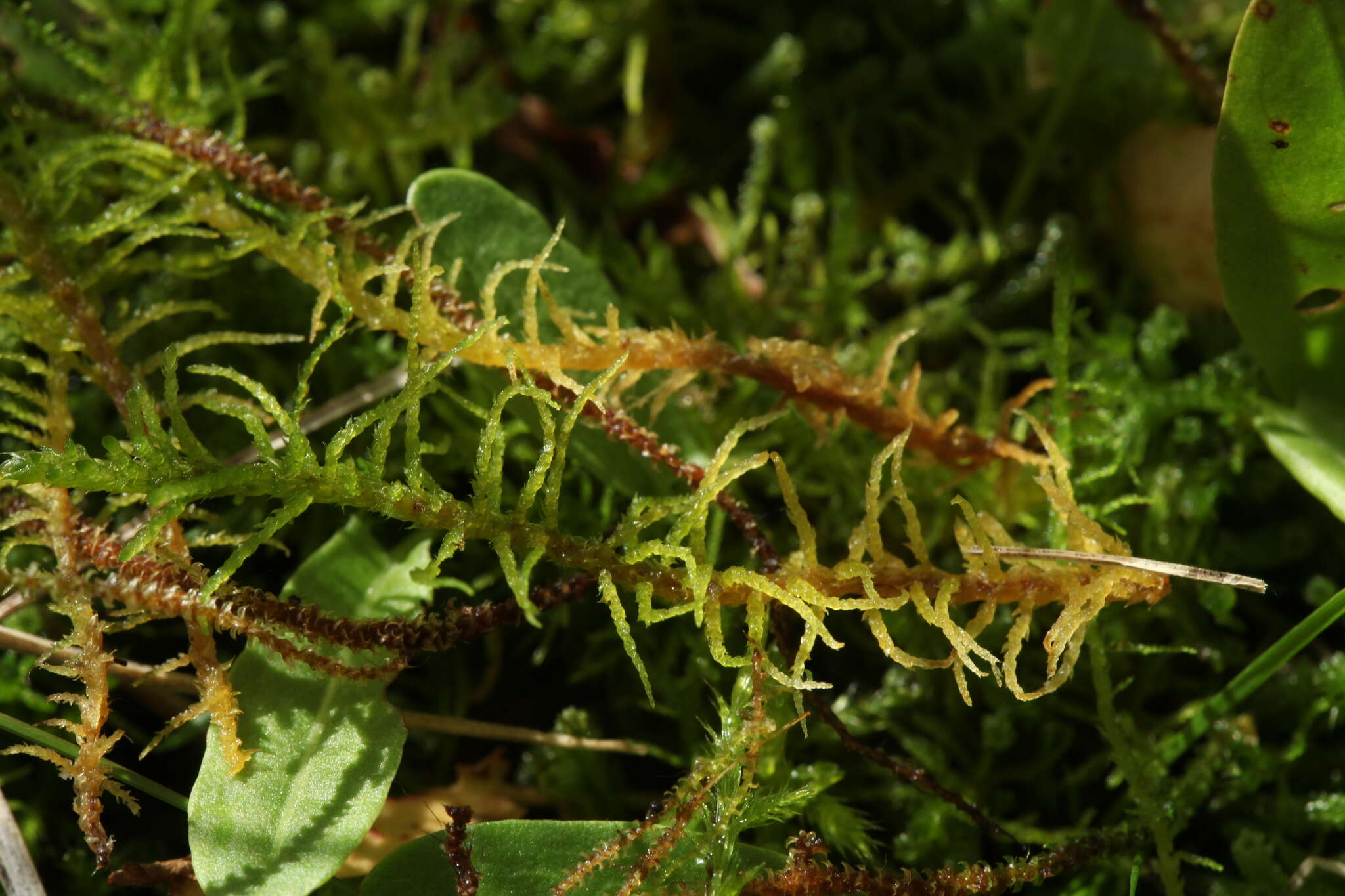 Image of helodium moss