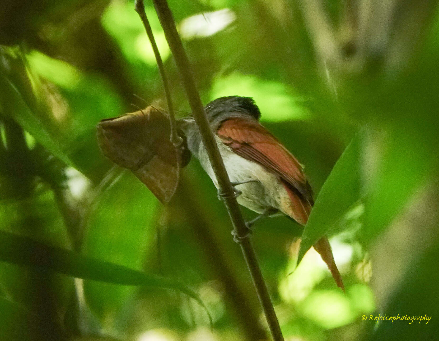 Image of Asian Paradise-Flycatcher