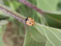 Sivun Coccinella novemnotata Herbst 1793 kuva