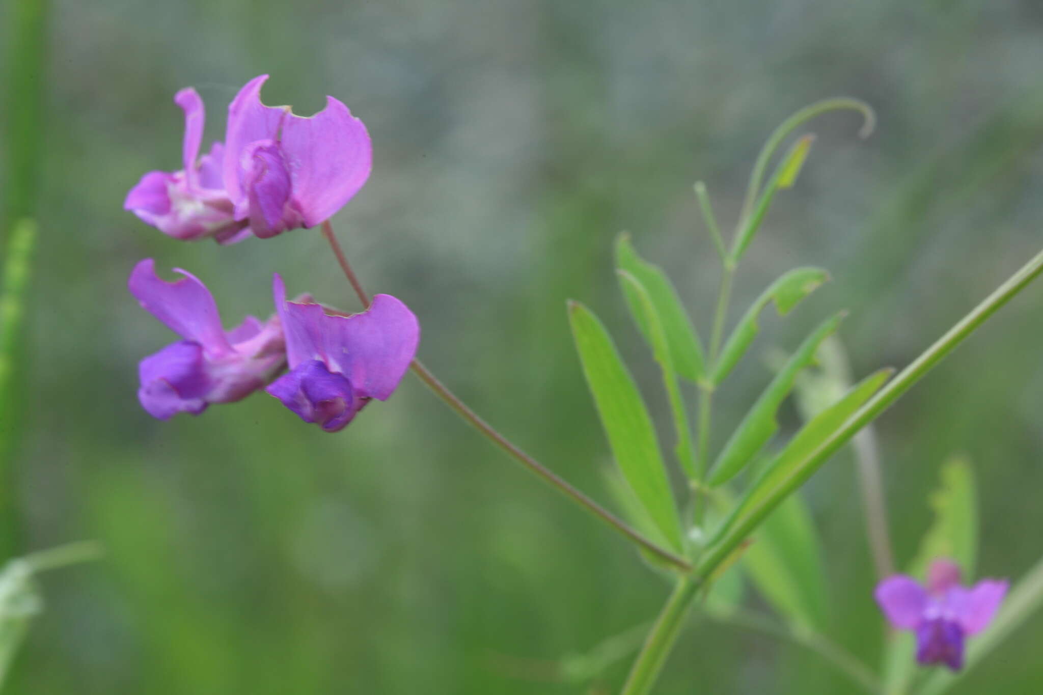 Lathyrus quinquenervius (Miq.) Litv.的圖片