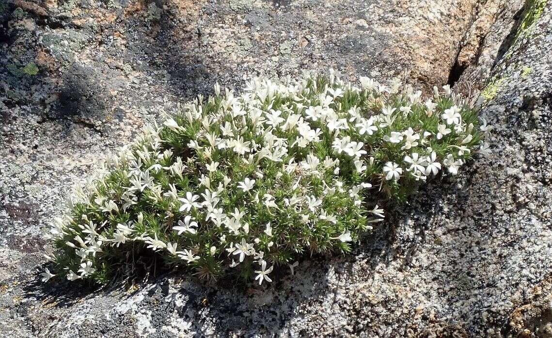 Image of San Jacinto prickly phlox