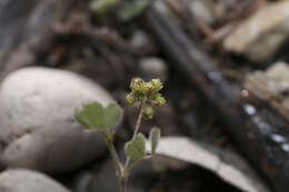 Слика од Medicago coronata (L.) Bartal.