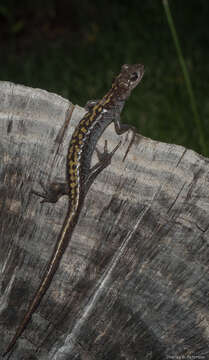 Image of Ambystoma macrodactylum Baird 1850