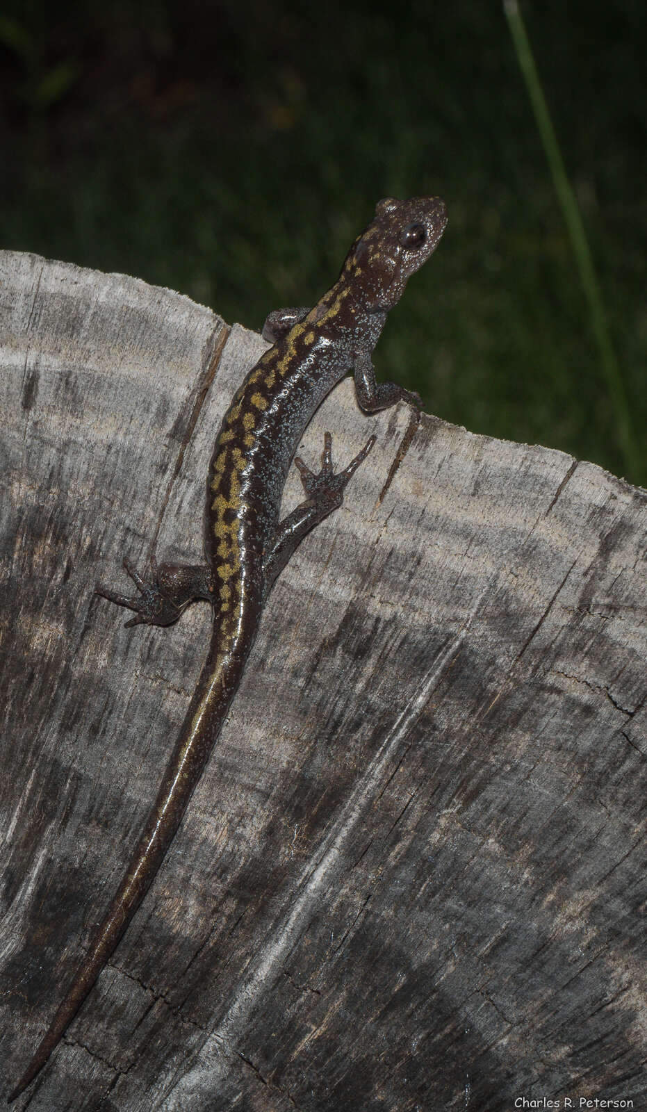 Image of Ambystoma macrodactylum Baird 1850