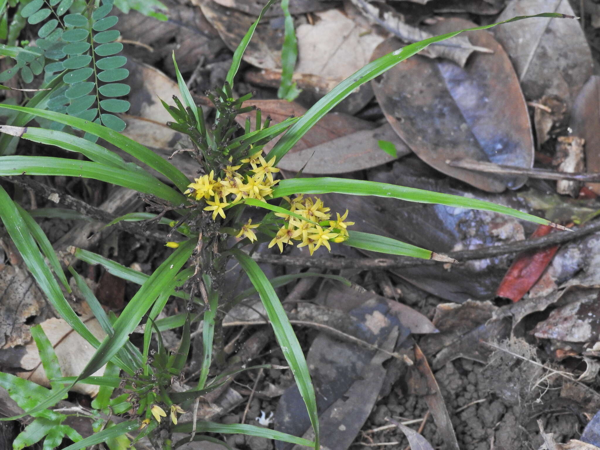 Image of Grass orchids