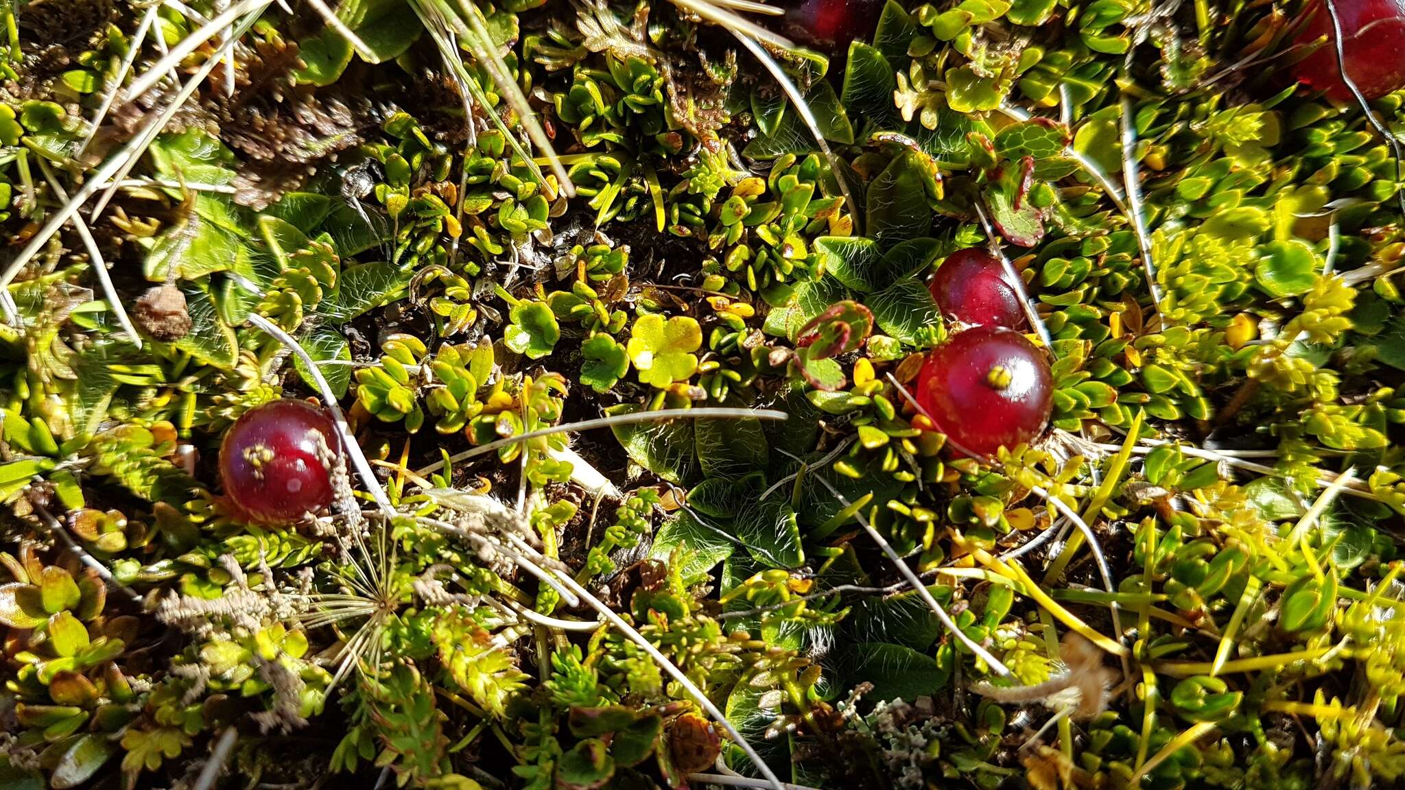 Image of Coprosma atropurpurea (Cockayne & Allan) L. B. Moore