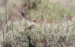 Image of Mountain Pipit