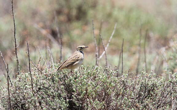 Image of Mountain Pipit