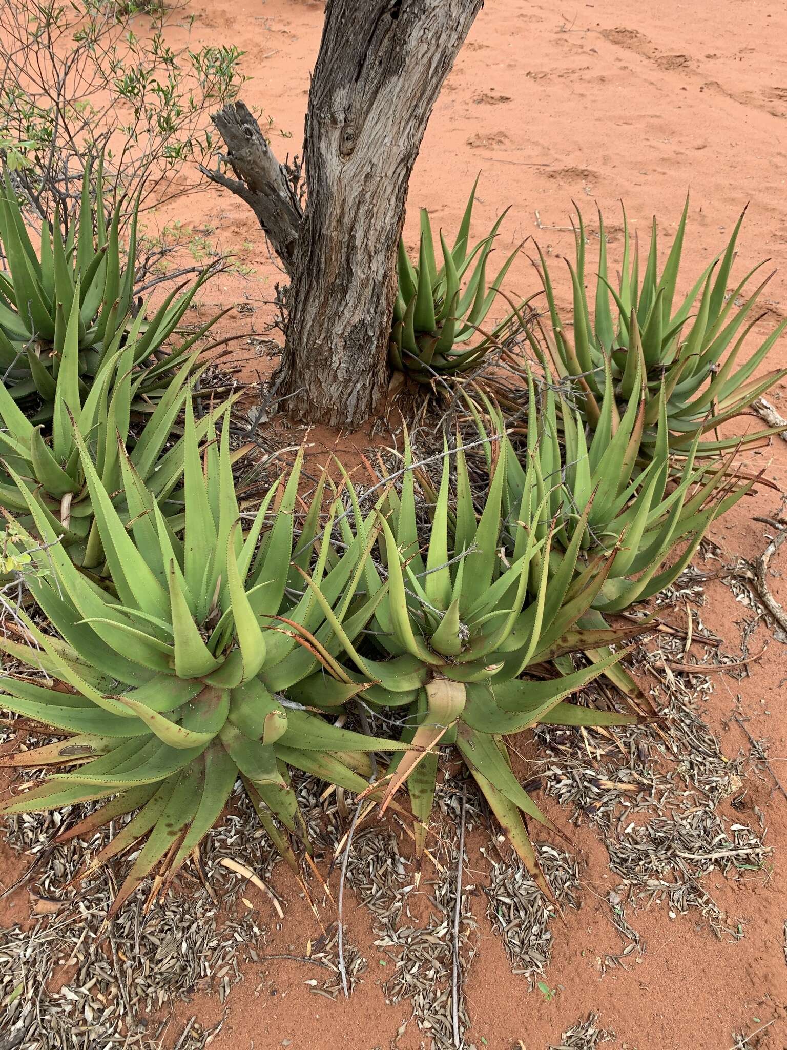 Image of Malapati aloe