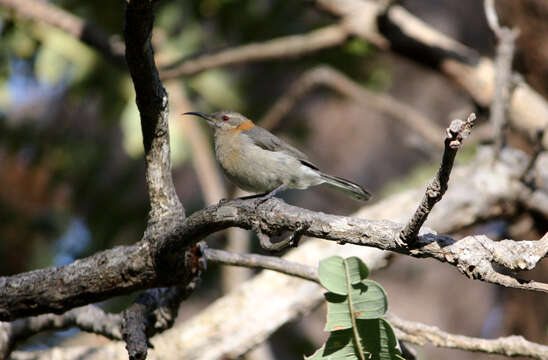 Image of Western Spinebill