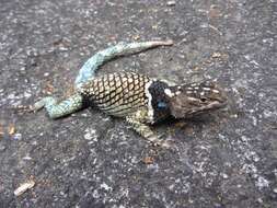 Image of MacDougall's Spiny Lizard