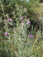 Plancia ëd Cirsium tenoreanum Petr.