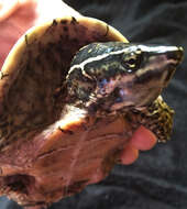 Image of Common Musk Turtle