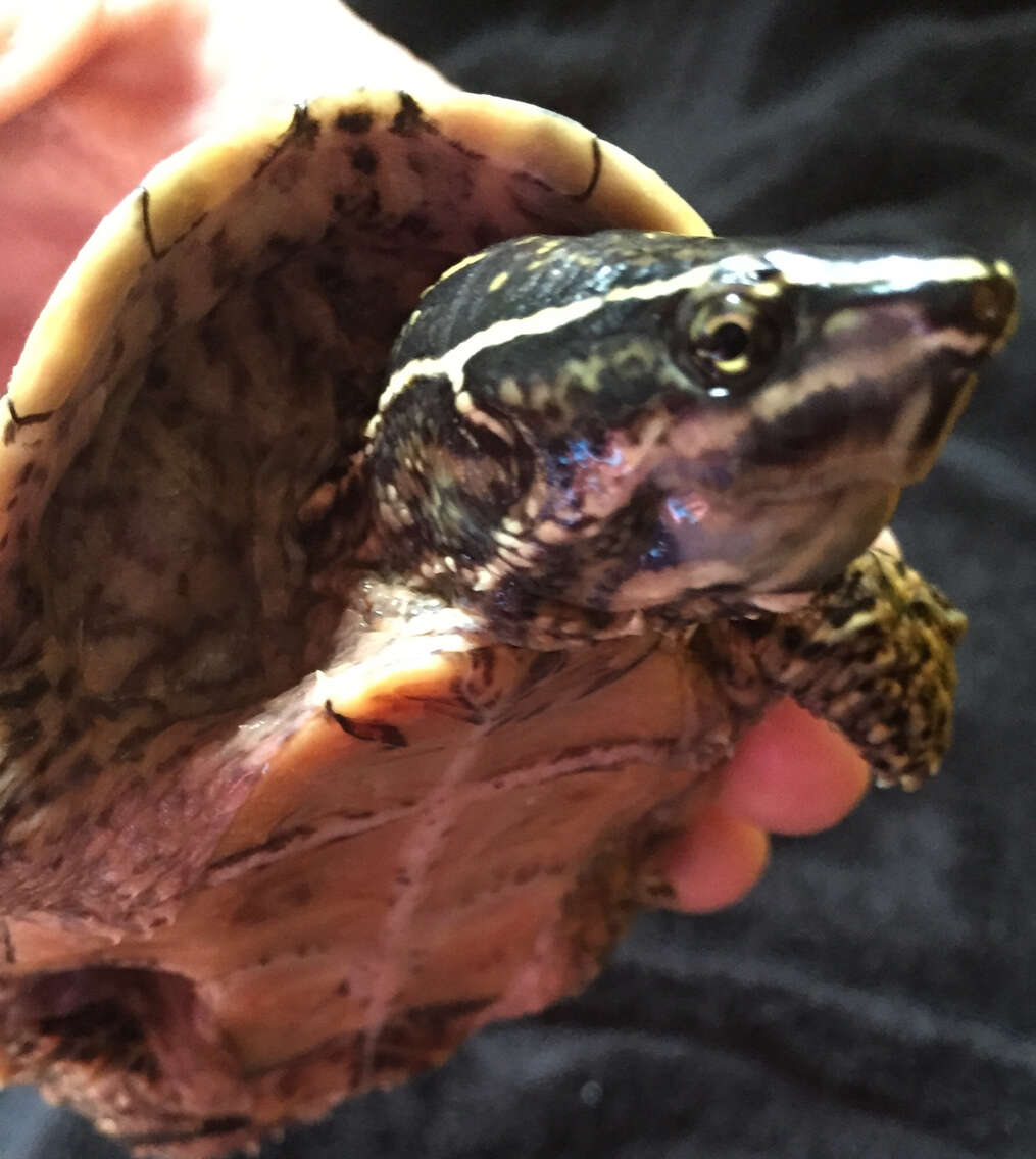 Image of Common Musk Turtle