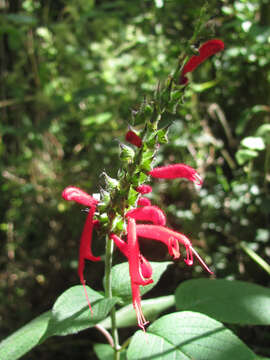 Image de Salvia cinnabarina M. Martens & Galeotti