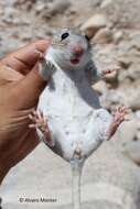 Image of Desert Woodrat